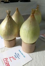  KELSAE ONION SEED 1 PACKET OF