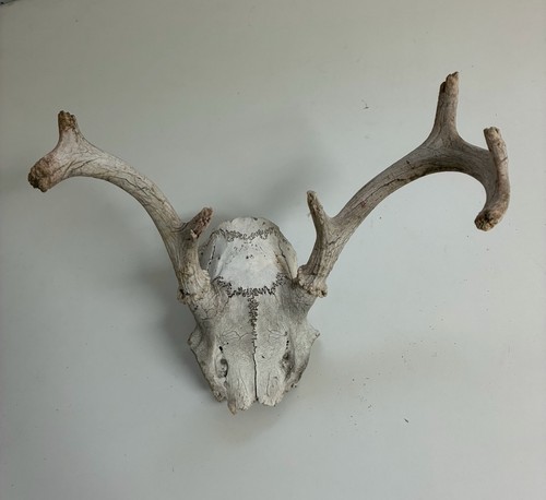 Whitetail deer skull cap - whitetail, mount