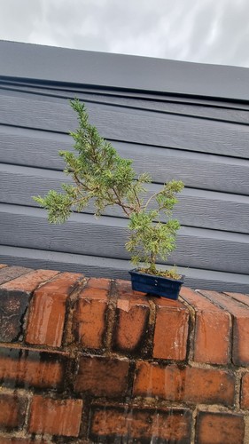 Shimpaku juniper bonsai - shimpaku,