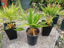 Trachycarpus Fortunei Hardy