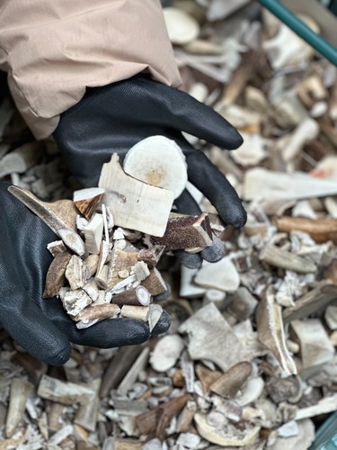 15kg mixed deer antler offcuts - 15kg,