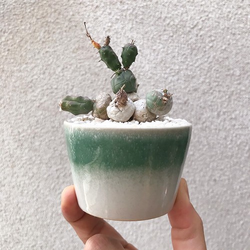 6cm succulent cactus plant - 6cm,
