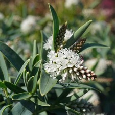 Hebe plug plants blue foliage