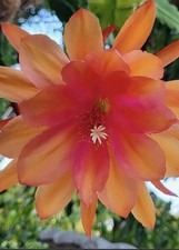 Epiphyllum carnival orange