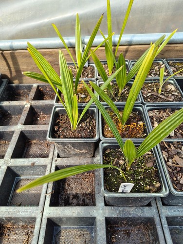 Trachycarpus wagnerianus t - wagnerianus, x