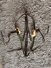 Devoucoux Breastplate 