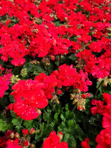 Pelargonium zonale savannah - pelargonium,