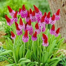 Primula Vialii Beautiful Hardy Perennial, Fab for Pots, Rockeries+Beds 50 Seeds