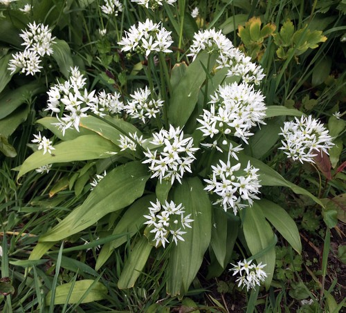 Wild garlic ramsons allium - wild,