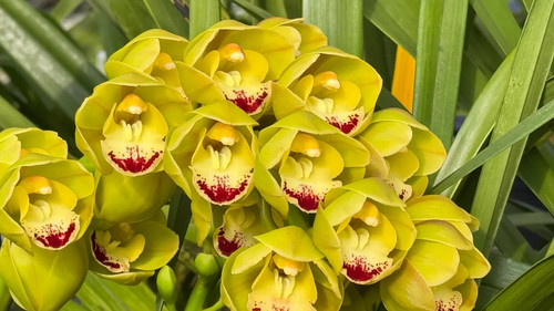 Cymbidium carmel spit - cymbidium,