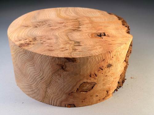 Amazing large burr - large,
