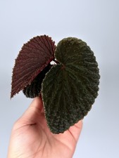 NEW! HYBRID! Begonia Ruthiae x