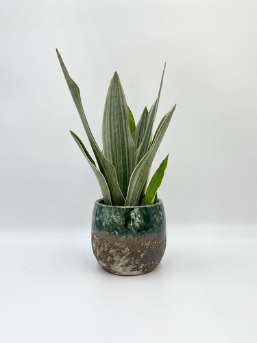 Sansevieria trifasciata - sansevieria,