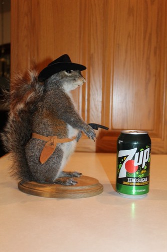New taxidermy cowboy squirrel - new,