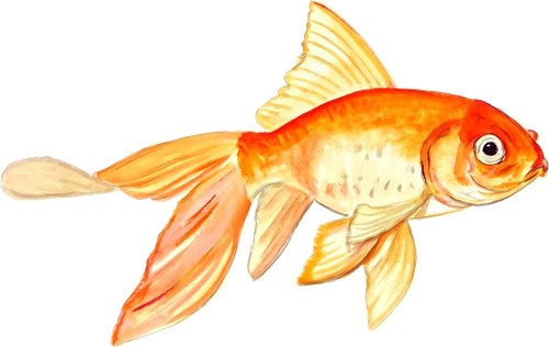 Fancy goldfish pet fish - goldfish,
