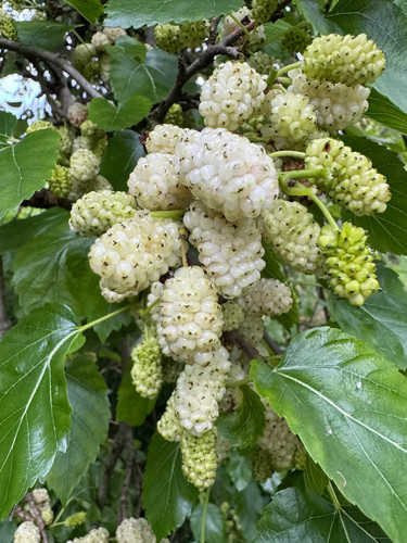 250 white mulberry seeds - 250+,