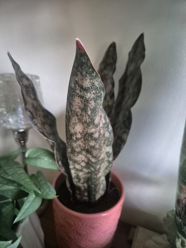 Sansevieria kirkii - sansevieria,