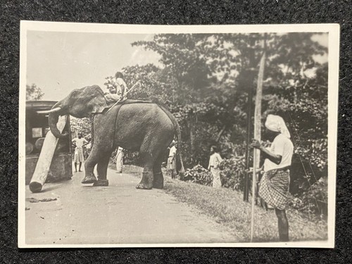 Sri lanka elephant logging - elephant,