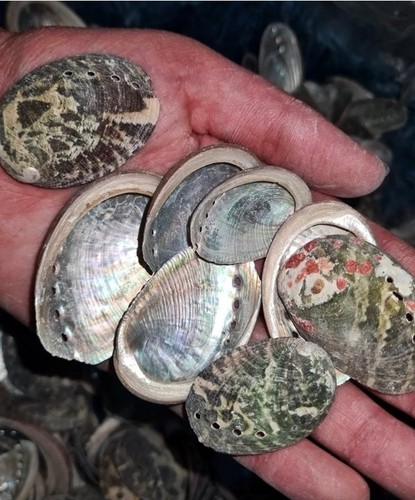 Small abalone shells for - small,
