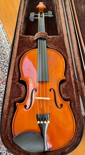 Viola stentor student - student, st