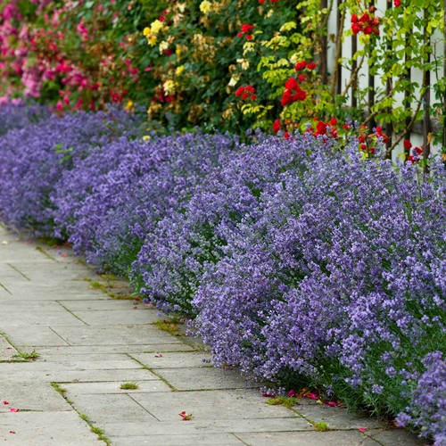 Lavender hidcote hedging - hidcote,