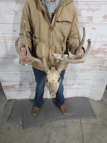Wild point whitetail deer - wild,