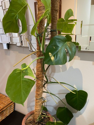 Three monstera deliciosa - monstera,