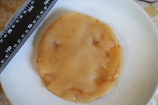 XL Organic Kombucha Scoby -