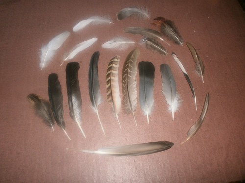 Natural birds feathers free - birds,