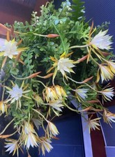  Fishbone Cactus – Epiphyllum Anguliger -  2 x cuttings. 5 inches. House Plants.