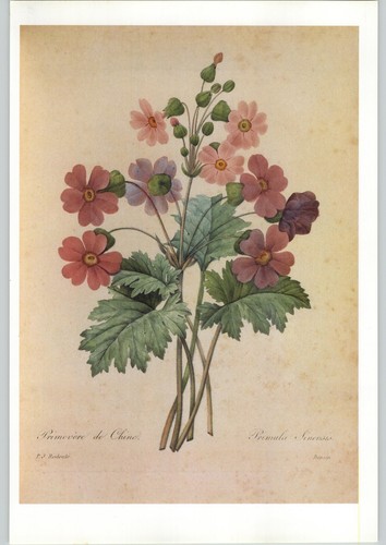 Redoute beautiful - j.,