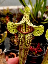 Sarracenia Seed Grown Hybrid