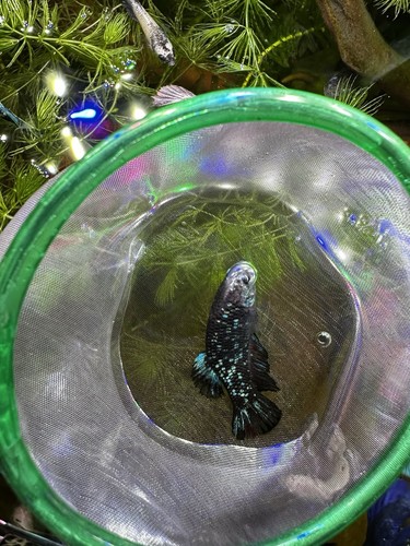 Betta female avatar nebula - avatar,