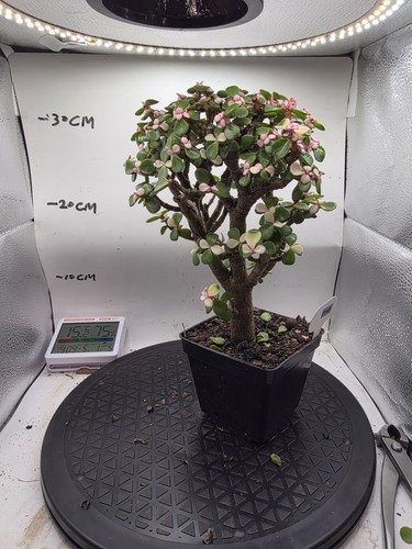 Portulacaria afra elephant - portulacaria,