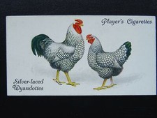 No.48 SILVER LACED WYANDOTTES