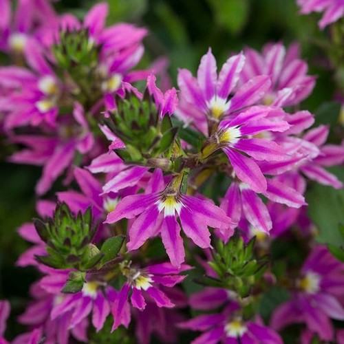 Pink fan flowers for hanging - for,