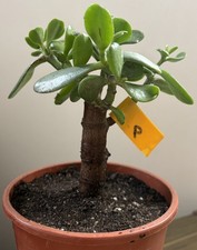 Crassula Ovata Jade Succulent