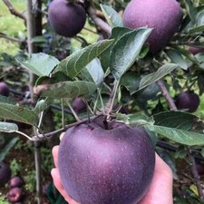 1 Pack 50 Black Flesh Apple Fruit Seeds Sweet Redlove Apple Seed Organic 