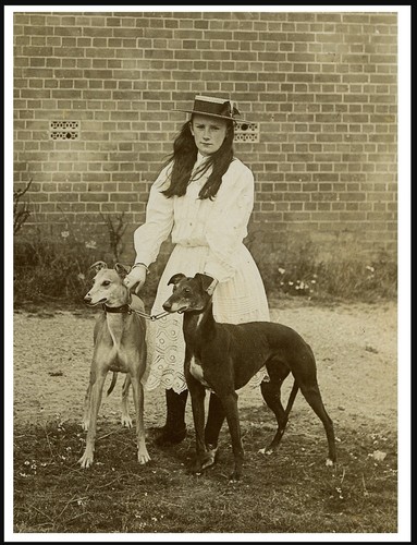 Greyhound girl and dogs - girl,