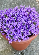 x3 Campanula Poscharskyana