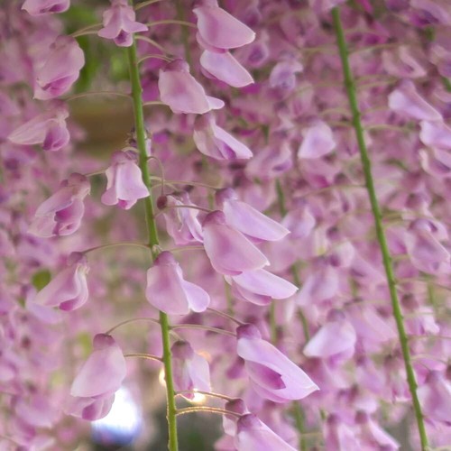 Wisteria floribunda - t&m,