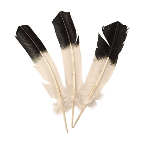 Turkey feather inch - feather,