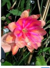 Epiphyllum " Bold Venture"