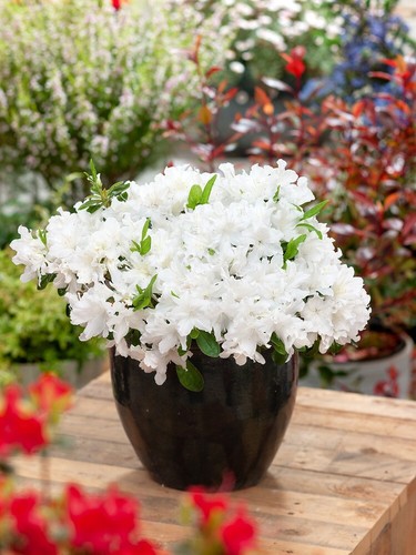 Dwarf japanese azalea - dwarf,