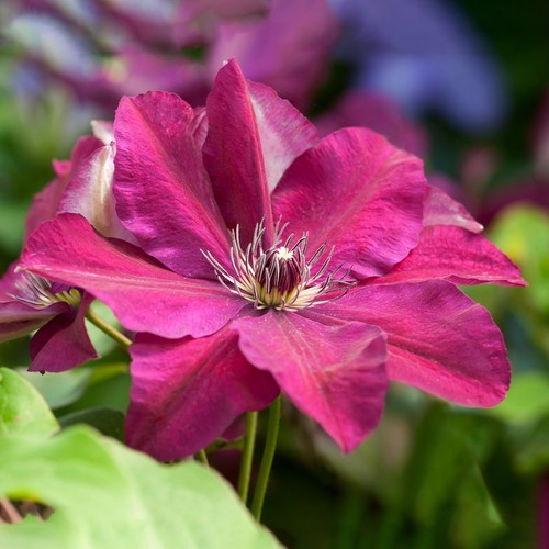 Clematis westerplatte - westerplatte, |
