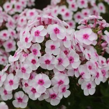Phlox white eye hardy - white,