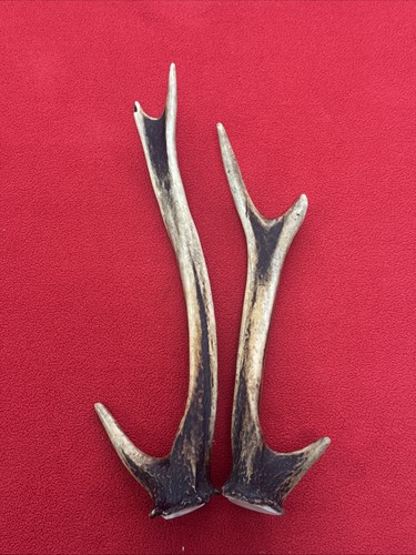 Pair sika deer antlers - of,