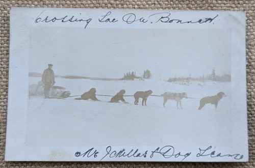 Husky dog sled mushing team - sled,