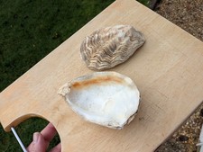 Pair Decorative Oyster Shells