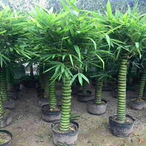 Buddha belly bamboo seeds - +,